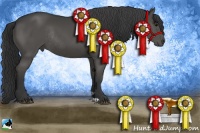 Horse Color:Black Rabicano 