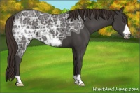 Horse Color:Liver Chestnut Ice Frame 