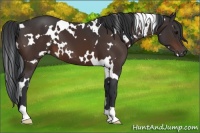 Horse Color:White Spotted Brown