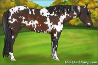 Horse Color:White Spotted Brown 