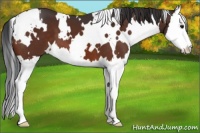 Horse Color:White Spotted Bay Splash 