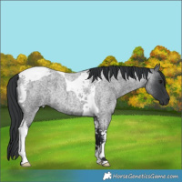 Horse Color:Blue Roan Tobiano