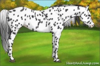 Horse Color:Black Appaloosa 