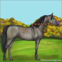 Horse Color:Grullo Brindle 