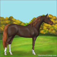 Horse Color:Gray Chestnut 