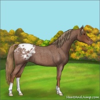 Horse Color:Red Roan Appaloosa