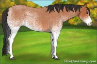Horse Color:White Spotted Bay Roan