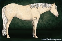 Horse Color:Silver Sable Cream Champagne Ice