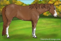 Horse Color:Chestnut Sabino