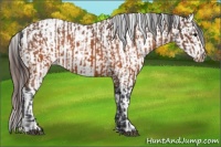 Horse Color:Brown Appaloosa  and Brown Appaloosa 