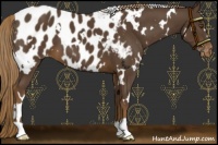 Horse Color:White Spotted Liver Chestnut Blanket 