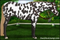 Horse Color:Liver Chestnut Appaloosa 