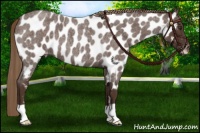 Horse Color:Liver Red Roan Near Leopard 