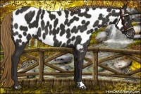 Horse Color:Liver Chestnut Appaloosa 