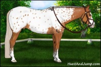 Horse Color:Silver Brown Sabino Appaloosa