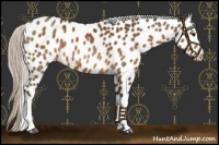 Horse Color:White Spotted Silver Bay Appaloosa Rabicano