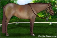 Horse Color:Chocolate Buckskin Rabicano 