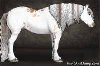 Horse Color:Blue Onyx Pearl Sabino