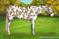 Horse Color:Chestnut Mushroom Near Leopard 
