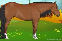 Horse Color:Bay 