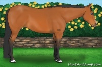 Horse Color:Bay Splash Frame 