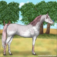 Horse Color:Watercolor Red Dun Roan Splash Rabicano