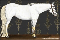 Horse Color:Palomino Roan Near Leopard 