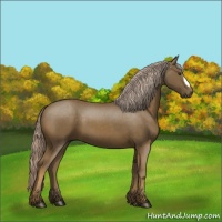 Horse Color:Chocolate Palomino 