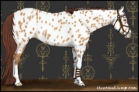 Horse Color:Chocolate Sable Champagne Appaloosa 