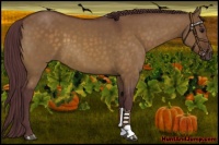 Horse Color:Chocolate Brown Dun 