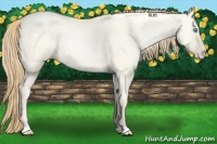 Horse Color:Classic Cream Champagne Pearl Dun 