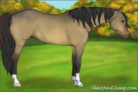 Horse Color:Bay Dun