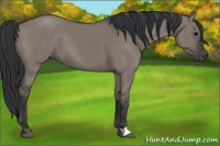 Horse Color:Grullo 