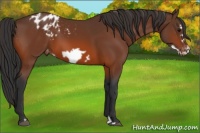 Horse Color:Bay Frame Appaloosa