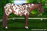 Horse Color:Chocolate Bay Near Leopard 