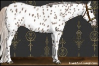 Horse Color:Chocolate Silver Grullo Appaloosa 