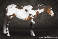 Horse Color:White Spotted Buckskin Frame Appaloosa 