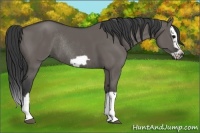 Horse Color:Grullo Splash Frame Rabicano 
