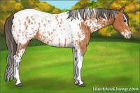 Horse Color:Bay Splash Tobiano Near Leopard  and Bay Splash Tobiano Frame Near Leopard 
