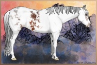 Horse Color:Brown Sabino