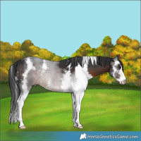Horse Color:Brown Sabino