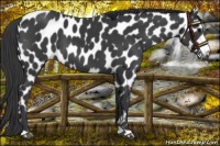 Horse Color:Black Appaloosa