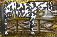 Horse Color:Black Appaloosa