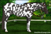 Horse Color:Liver Chestnut Appaloosa Rabicano