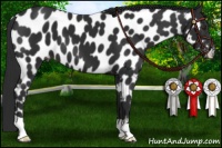 Horse Color:Liver Chestnut Appaloosa 