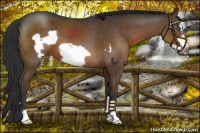 Horse Color:Liver Chestnut Frame 