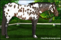 Horse Color:Liver Chestnut Near Leopard 
