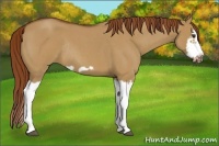 Horse Color:Red Dun Roan Splash Frame Rabicano 