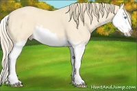 Horse Color:Perlino Splash 