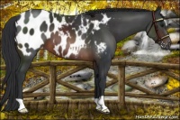 Horse Color:Brown Appaloosa 